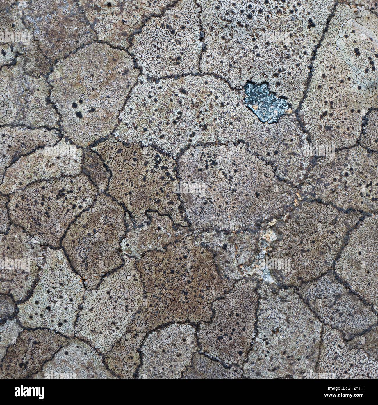Lichen sur Harris, couleurs de tweed, Harris, Outer Hebredes, Écosse Banque D'Images