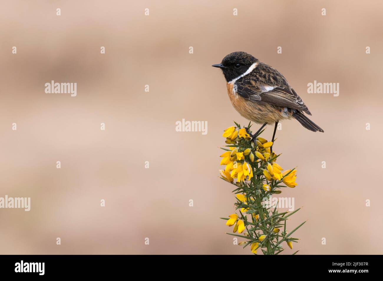 Mâle Stonechat, Saxicola rubicola, perché au sommet d'une gorge, Dumfries & Galloway, Écosse Banque D'Images