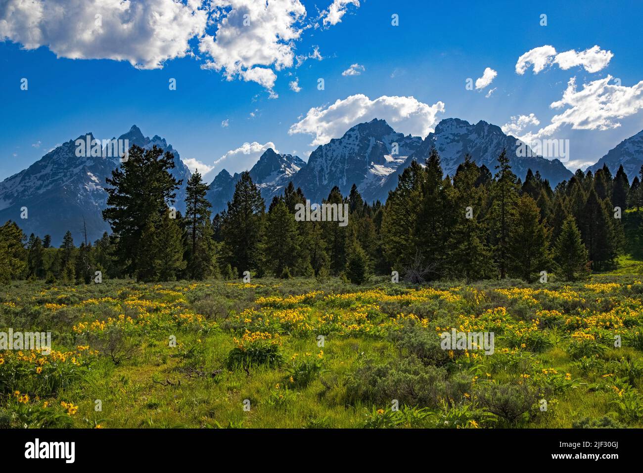 The Teton Range et les fleurs sauvages jaunes, Arrowleaf Balsamroot dans le parc national de Grand Teton, Wyoming, États-Unis. Banque D'Images