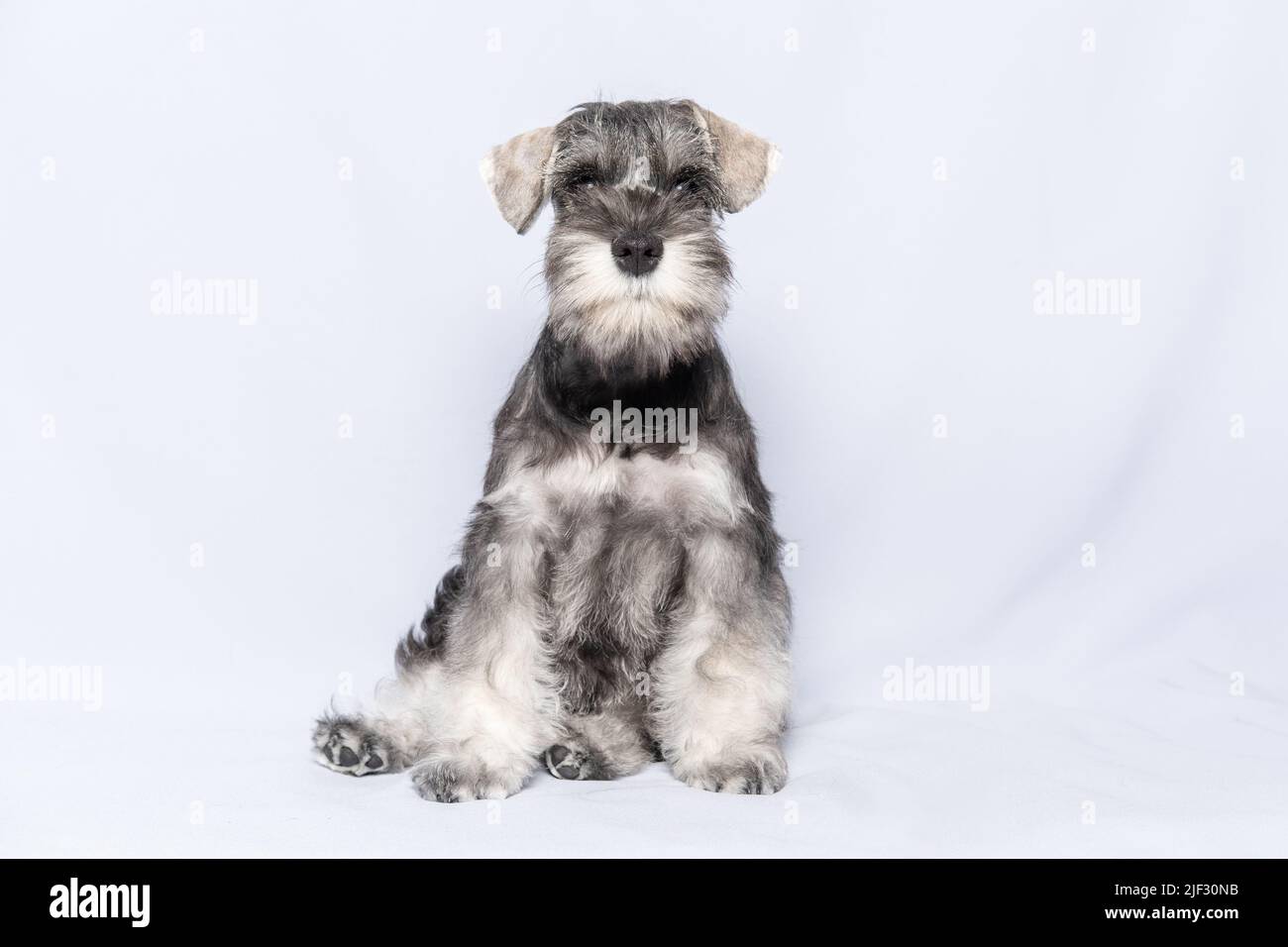 Miniature schnauzer blanc et gris se trouve et vous regarde sur un fond clair, espace de copie. Chiot schnauzer miniature barbu. Banque D'Images