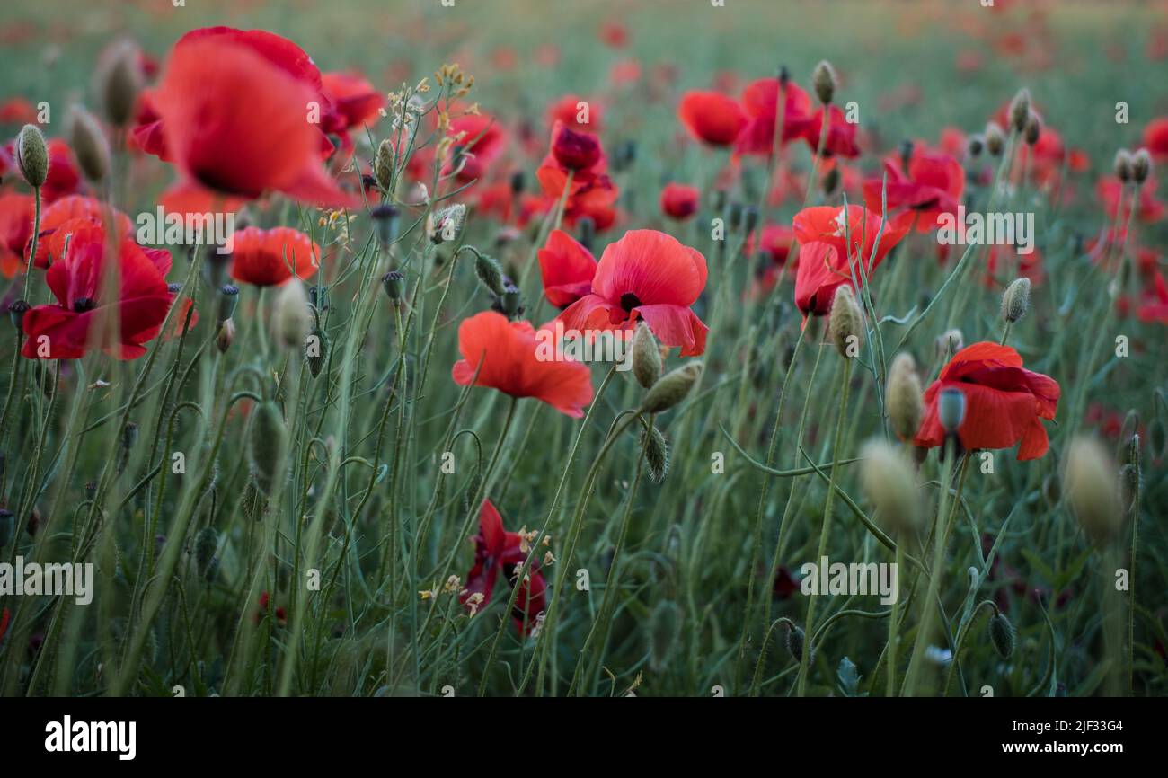 Champ de coquelicots. Le coquelicot rouge fleurit au coucher du soleil. Symbole du sommeil, de la paix et de la mort. Fleur nationale de l'Albanie et de la Pologne. Banque D'Images