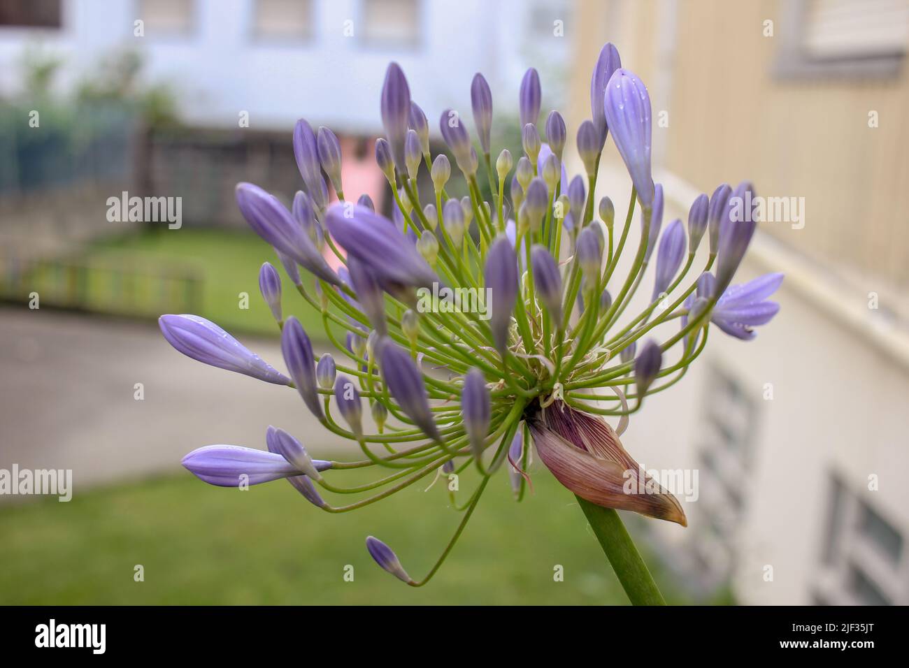 agapanthus diffuse sa couleur pourpre dans mon jardin Banque D'Images