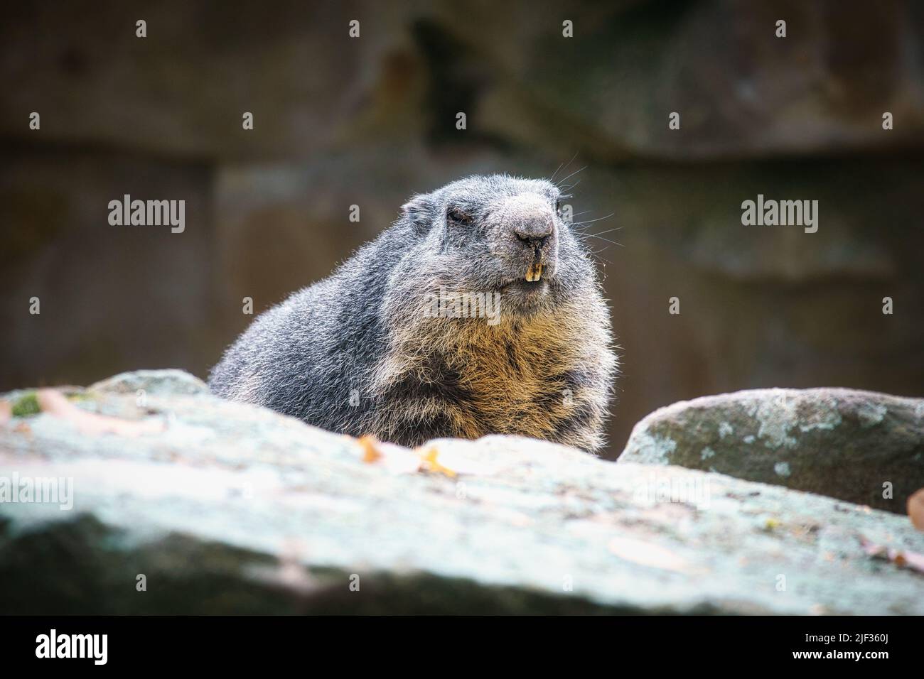 Marmot couché sur le rocher face au spectateur. Petit rongeur des Alpes. Photo d'animal de mammifère Banque D'Images