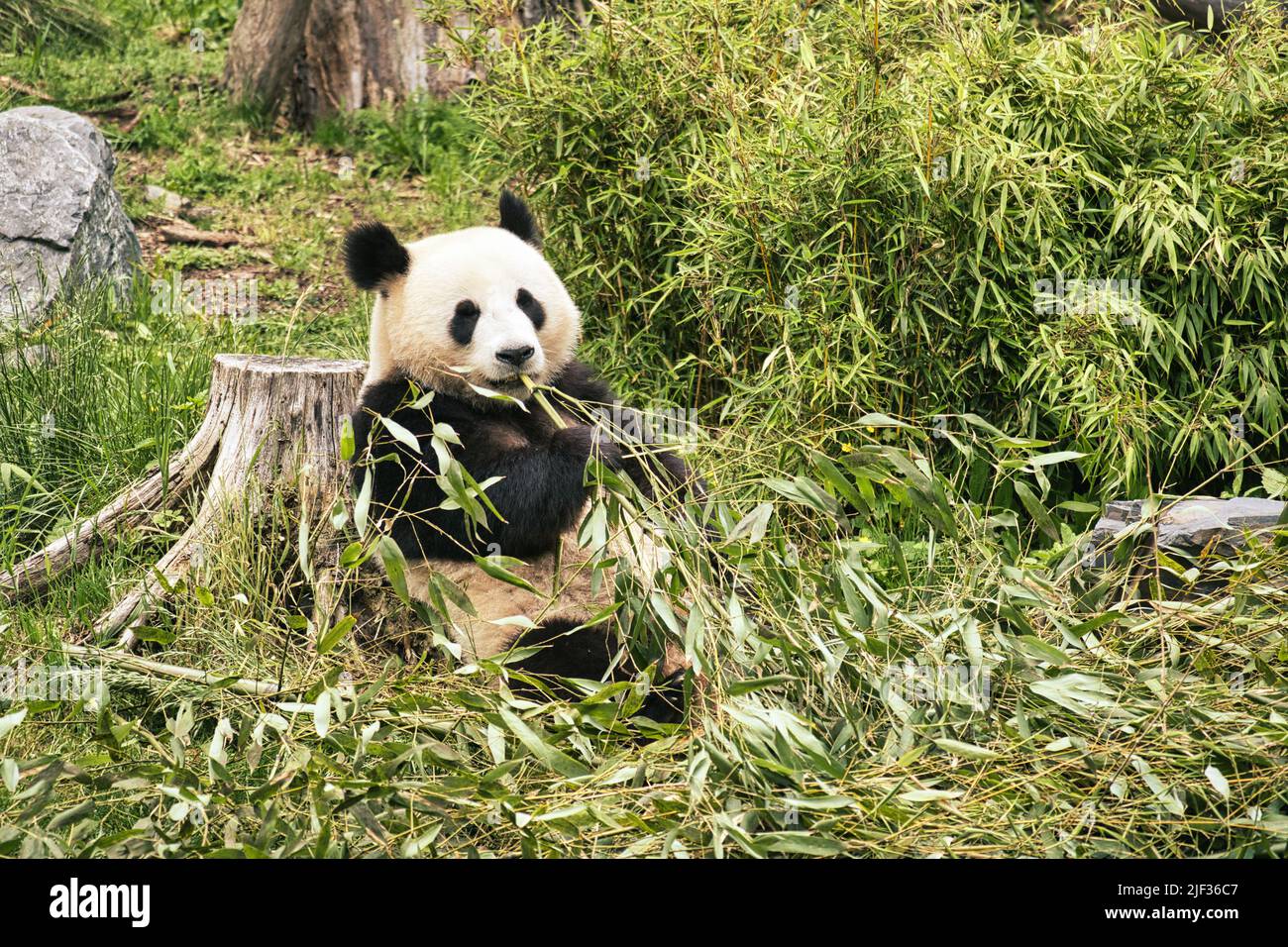 grand panda assis manger du bambou. Espèces en voie de disparition. Un mammifère noir et blanc qui ressemble à un ours en peluche. Photo profonde d'un ours rare. Banque D'Images