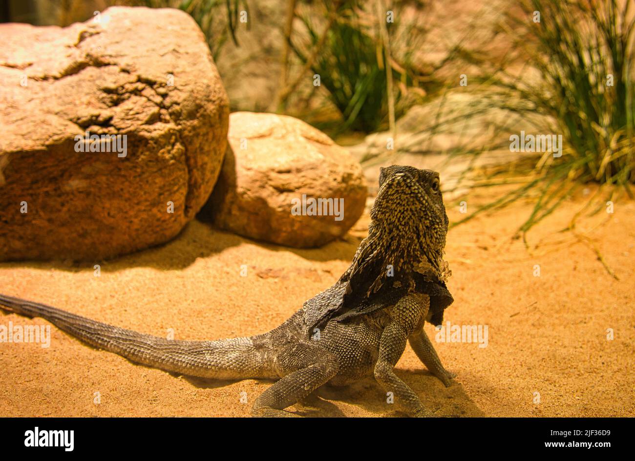 Dragon barbu en terrarium. Reptile d'Australie. Animal d'observation. Petit dragon. Photo d'animal d'un reptile Banque D'Images