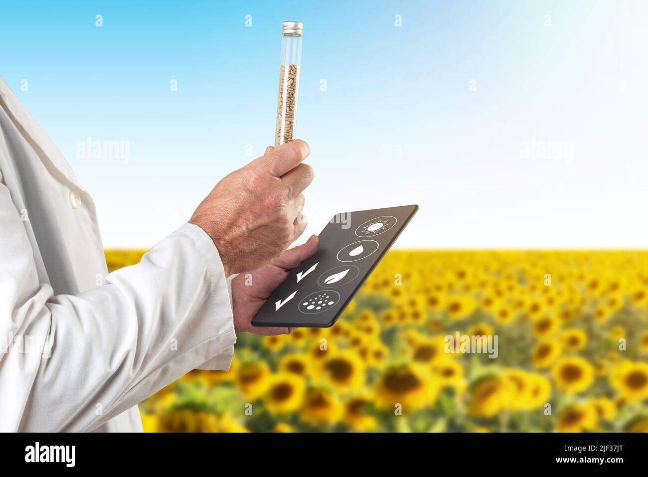 Inspecteur de la qualité enregistrant sur un comprimé la qualité d'un échantillon de graines de tournesol pour vérifier le résultat de la récolte dans une plantation de tournesol Banque D'Images