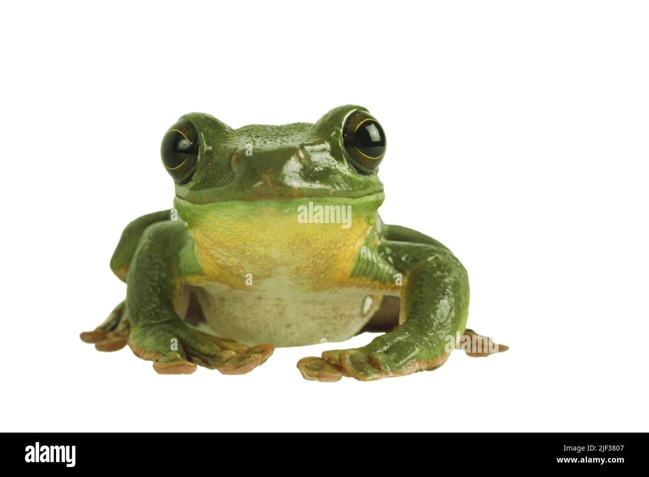 Grenouille volant chinoise, grenouille glissant chinoise, grenouille foulante de Blanford, grande grenouille à pénombre, grenouille foulante de Denny (Polypedates dennysi, Rhacophorus Banque D'Images