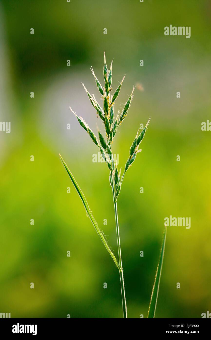 Soft chess, soft-brome (Bromus hordeaceus), inflorescence, Allemagne, Rhénanie-du-Nord-Westphalie Banque D'Images