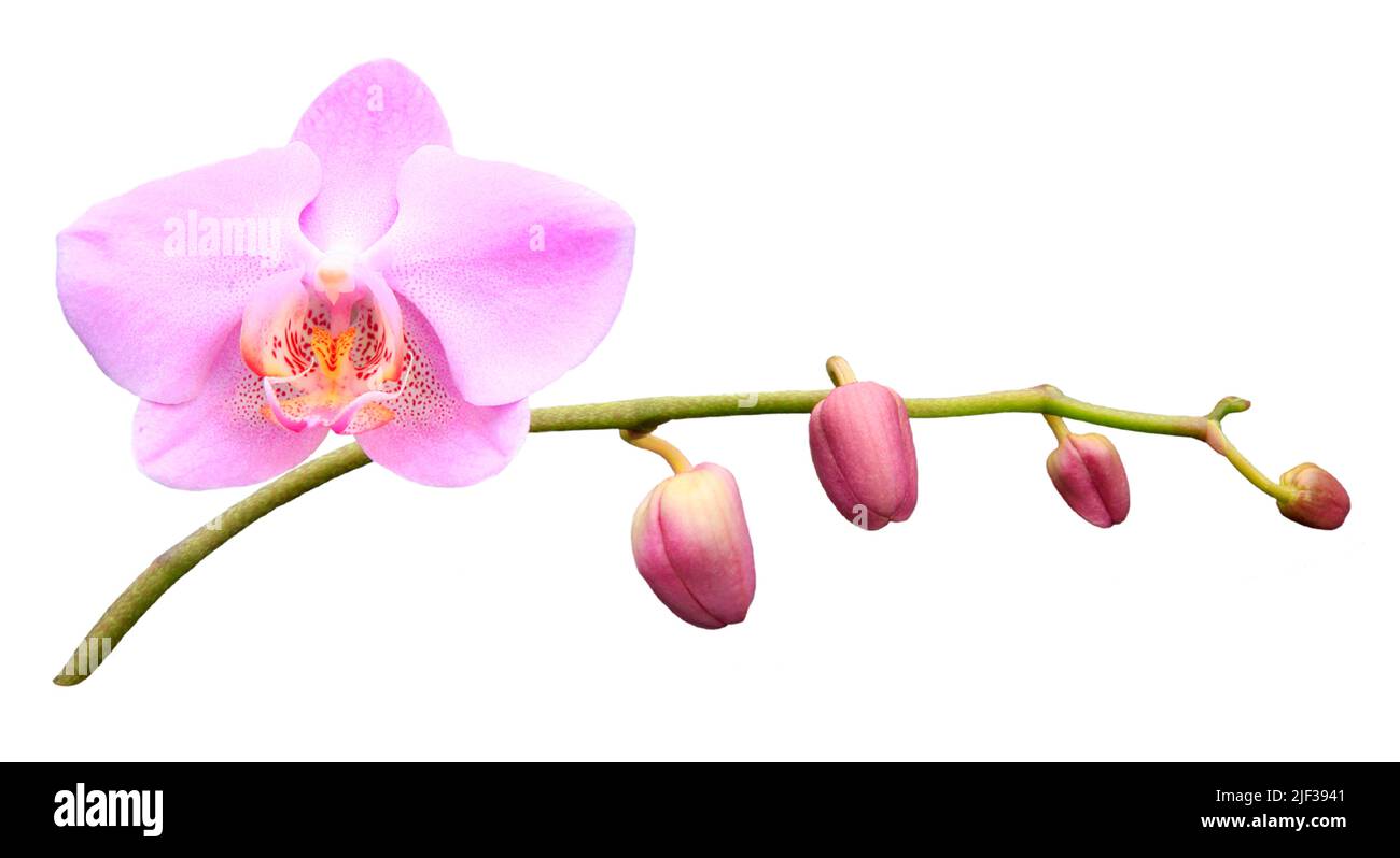 Orchid photo Banque d'images détourées - Alamy
