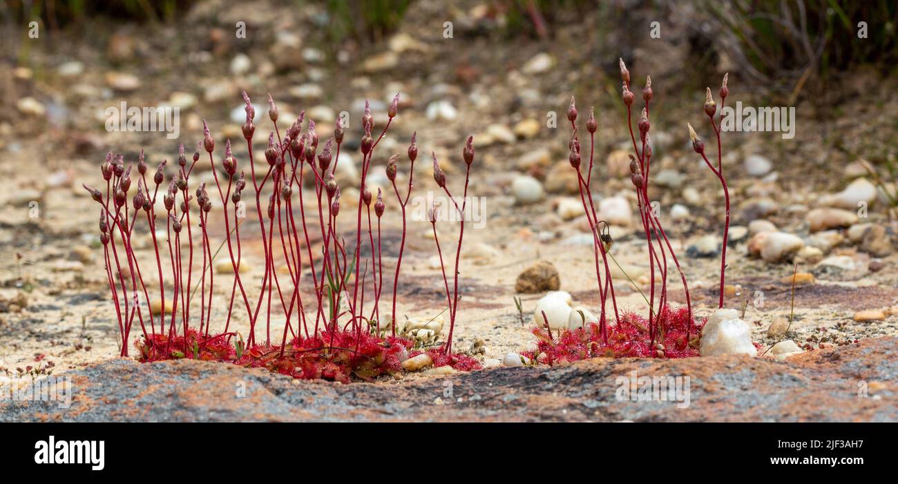 Plantes carnivores : Drosera sp. Sur le plateau de Bokkeveld, dans le Cap Nord de l'Afrique du Sud Banque D'Images