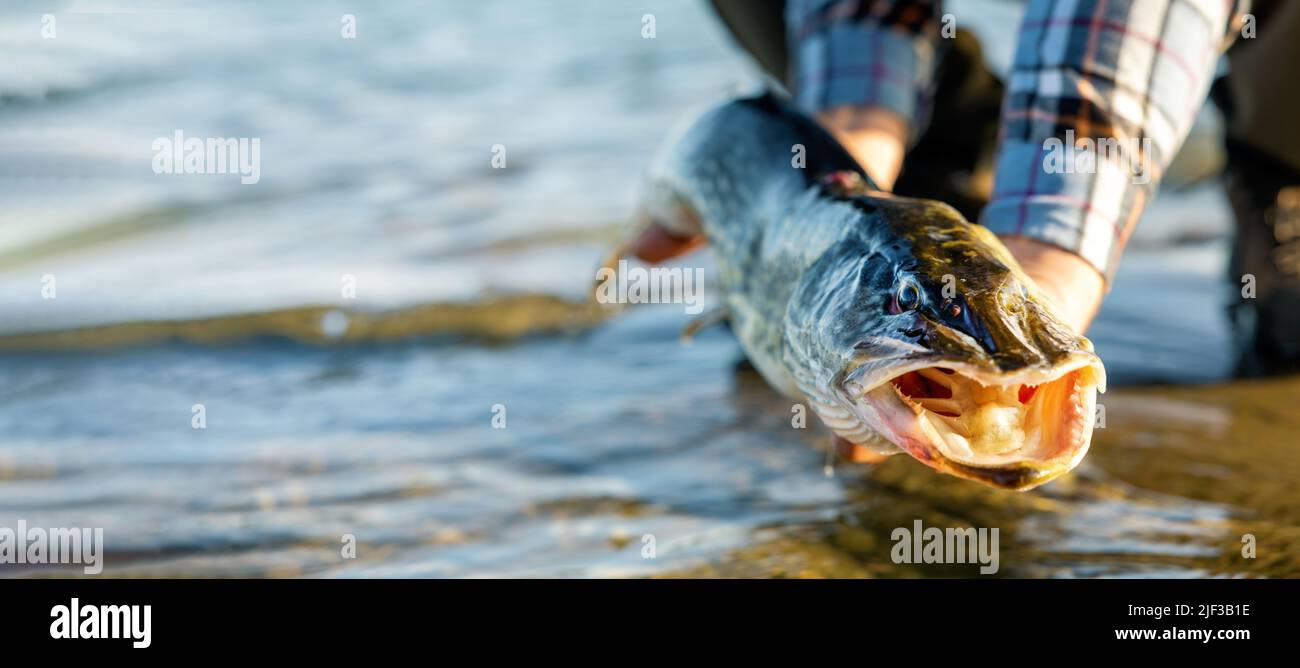 capture et relâche la pêche. homme tenant le poisson brochet au-dessus de l'eau. copier l'espace Banque D'Images