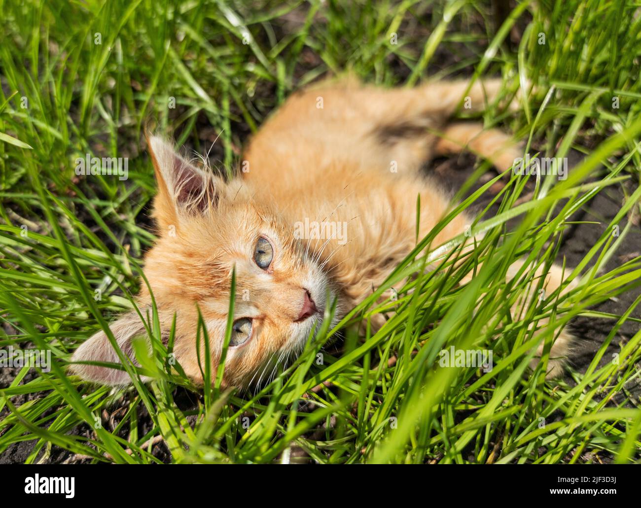 Un petit chaton rouge se trouve dans l'herbe un jour ensoleillé Banque D'Images
