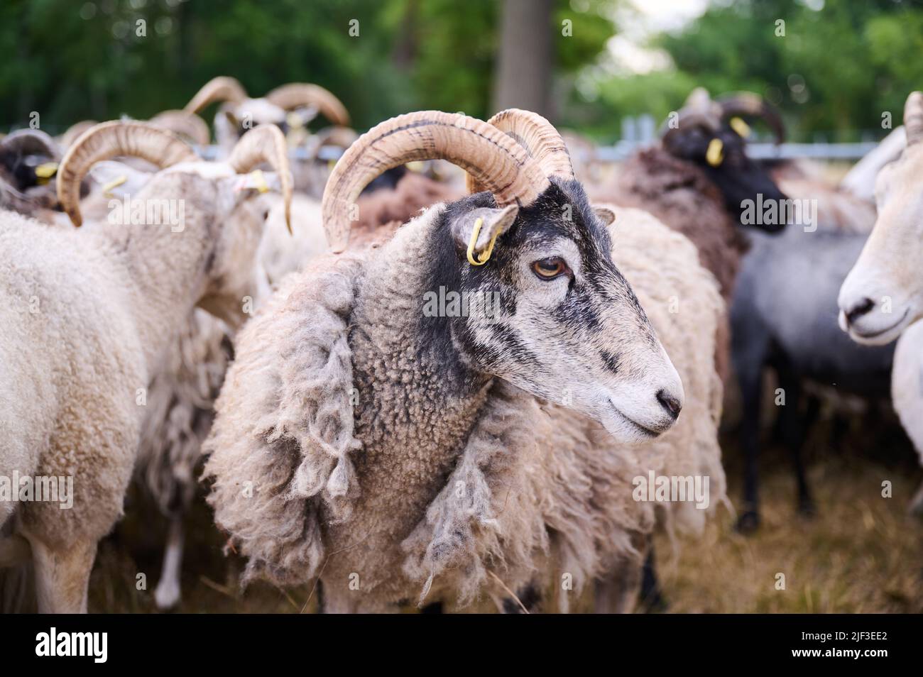 Potsdam, Allemagne. 29th juin 2022. Ce mouton du Gotland dans le parc du Palais de Sanssouci porte toujours sa laine, tandis que d'autres moutons dans le troupeau ont déjà été shorn. Credit: Annette Riedl/dpa/Alay Live News Banque D'Images