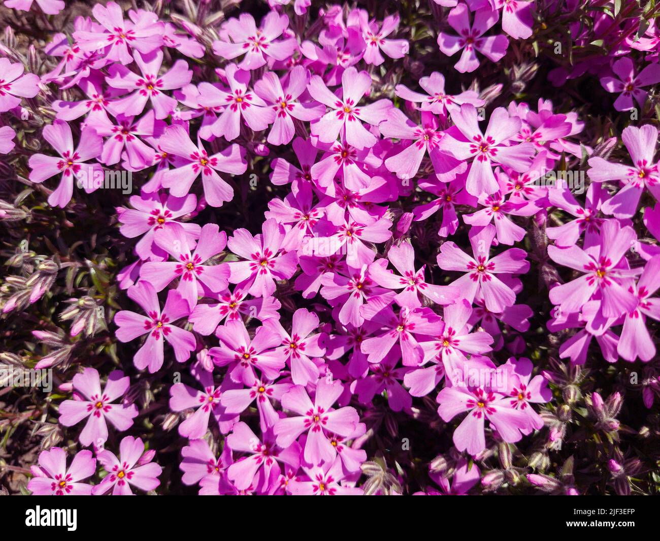 Fleurs de Phlox subulata dans le graden au printemps. Banque D'Images