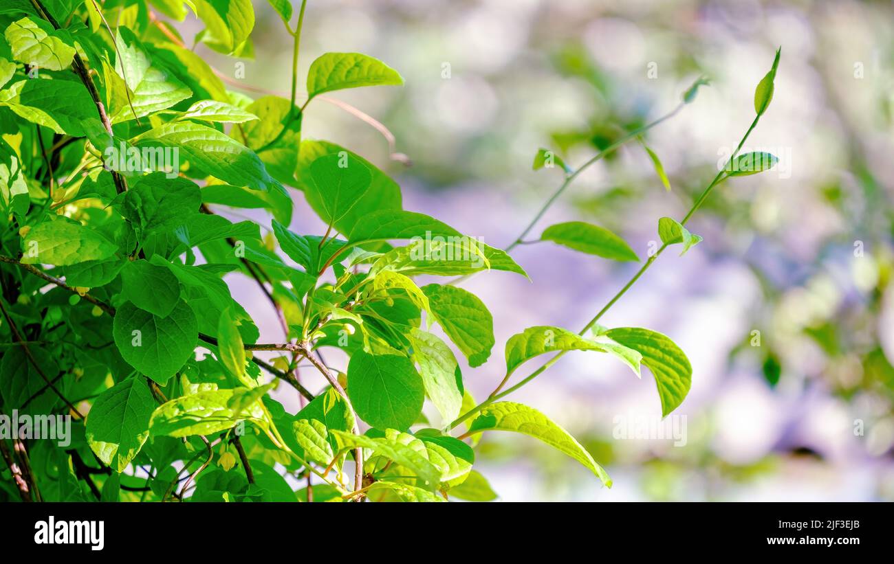 Feuillage délicatement vert de liana de citronnelle chinoise avec feuilles au printemps Banque D'Images
