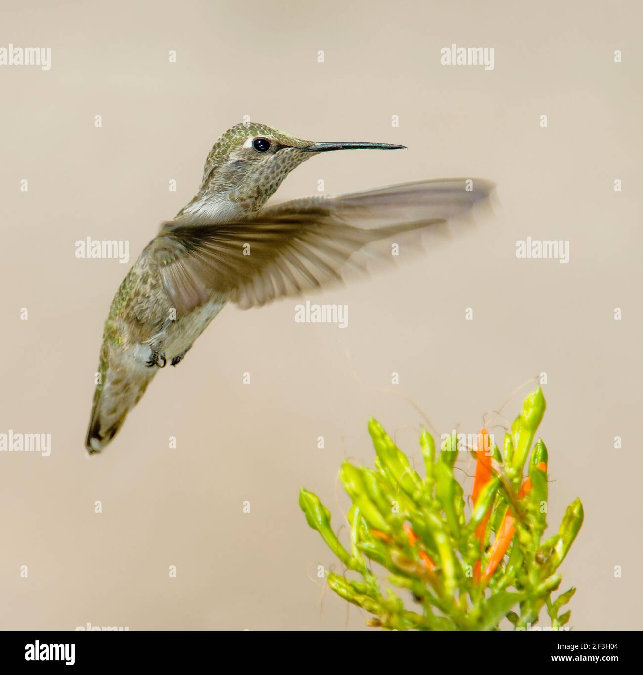 Colibri à chiné noir (Archilochus alexandri) femelle. Phoenix, Arizona, États-Unis. Banque D'Images