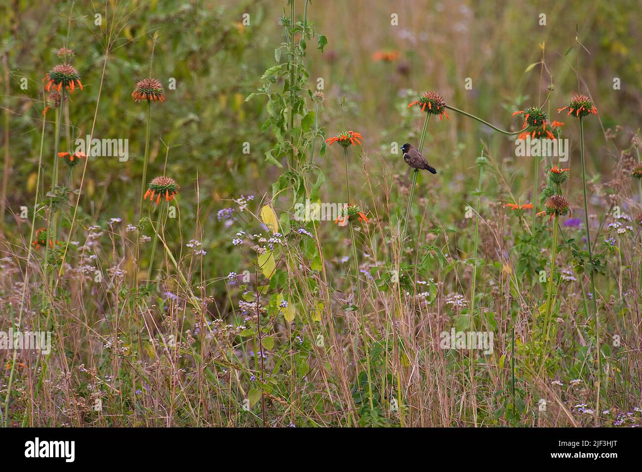 Bronze Mannikine, Spermétes cucullata, parmi les fleurs dans le parc national de Nairobi, kenya. Banque D'Images