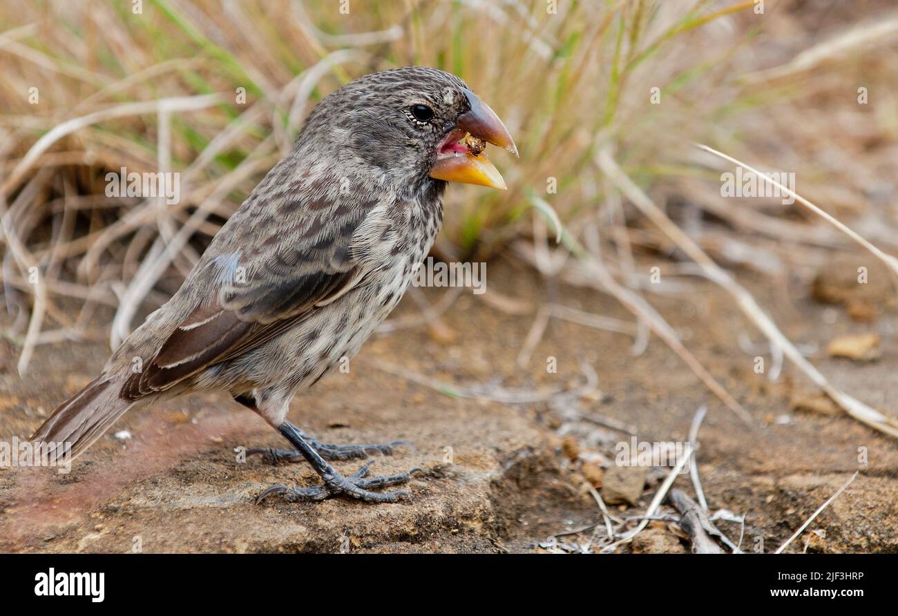Grand Ground-finch (Geospiza magirostris) de Santiago, Galapagos. Banque D'Images