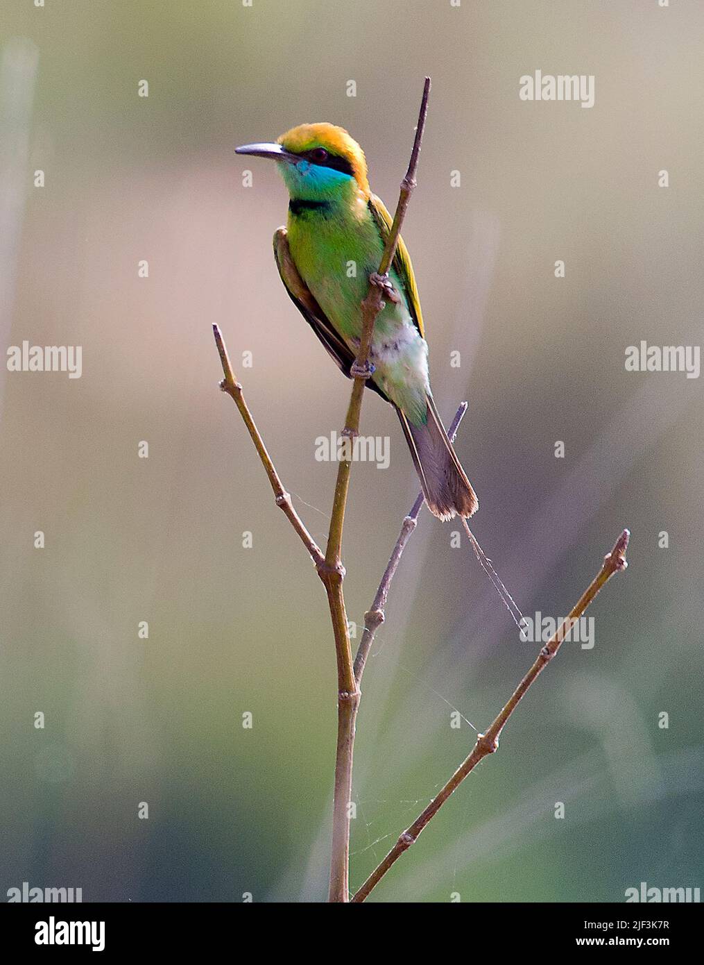 Little Green bee-eater (Merops orientalis) de Kanha National Park, Inde. Banque D'Images