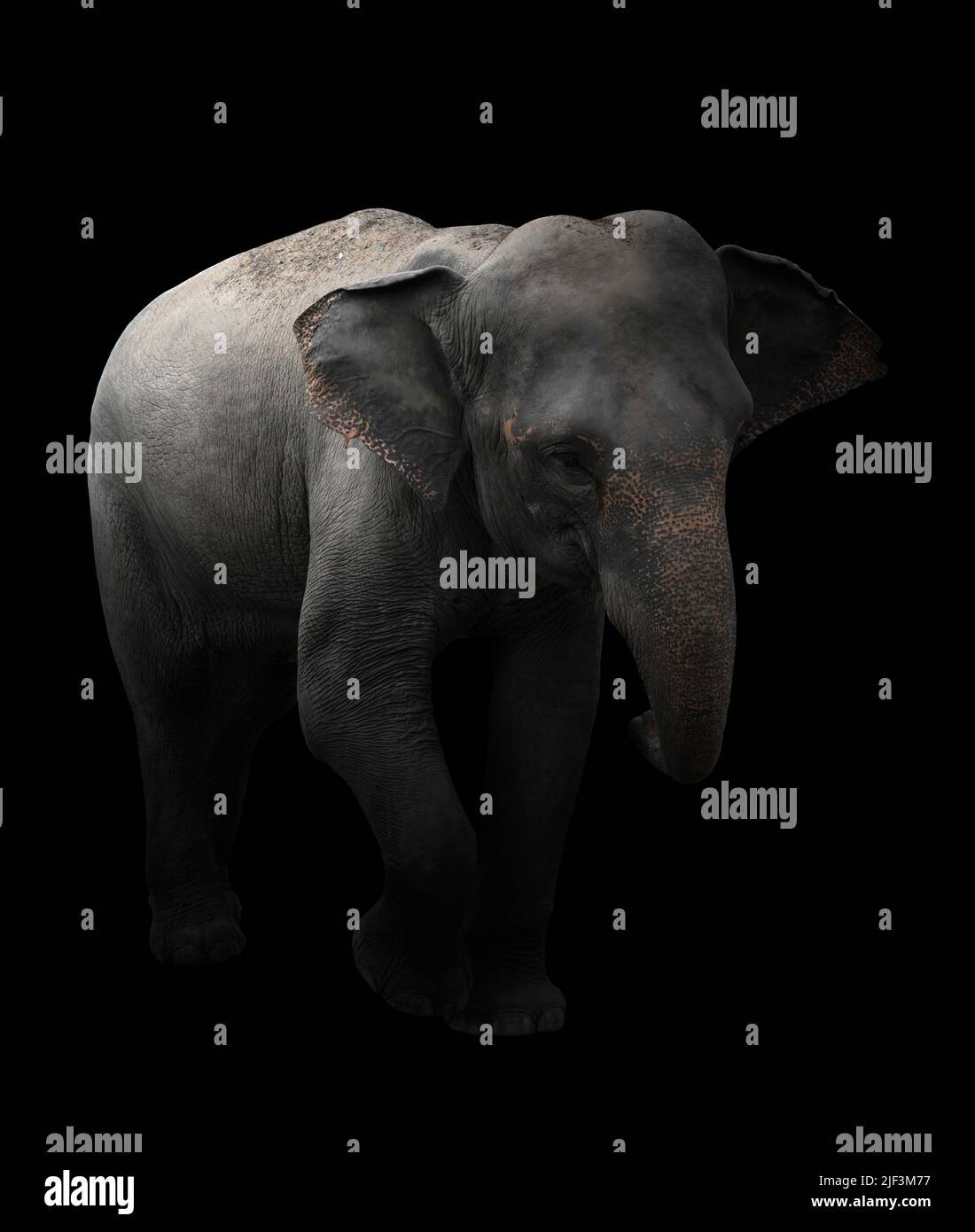 éléphant d'asie debout dans l'obscurité Banque D'Images