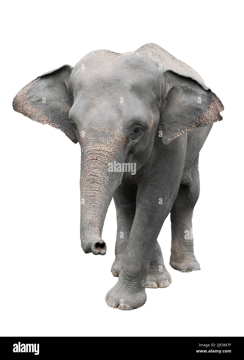 L'éléphant d'Asie isolé sur fond blanc Banque D'Images