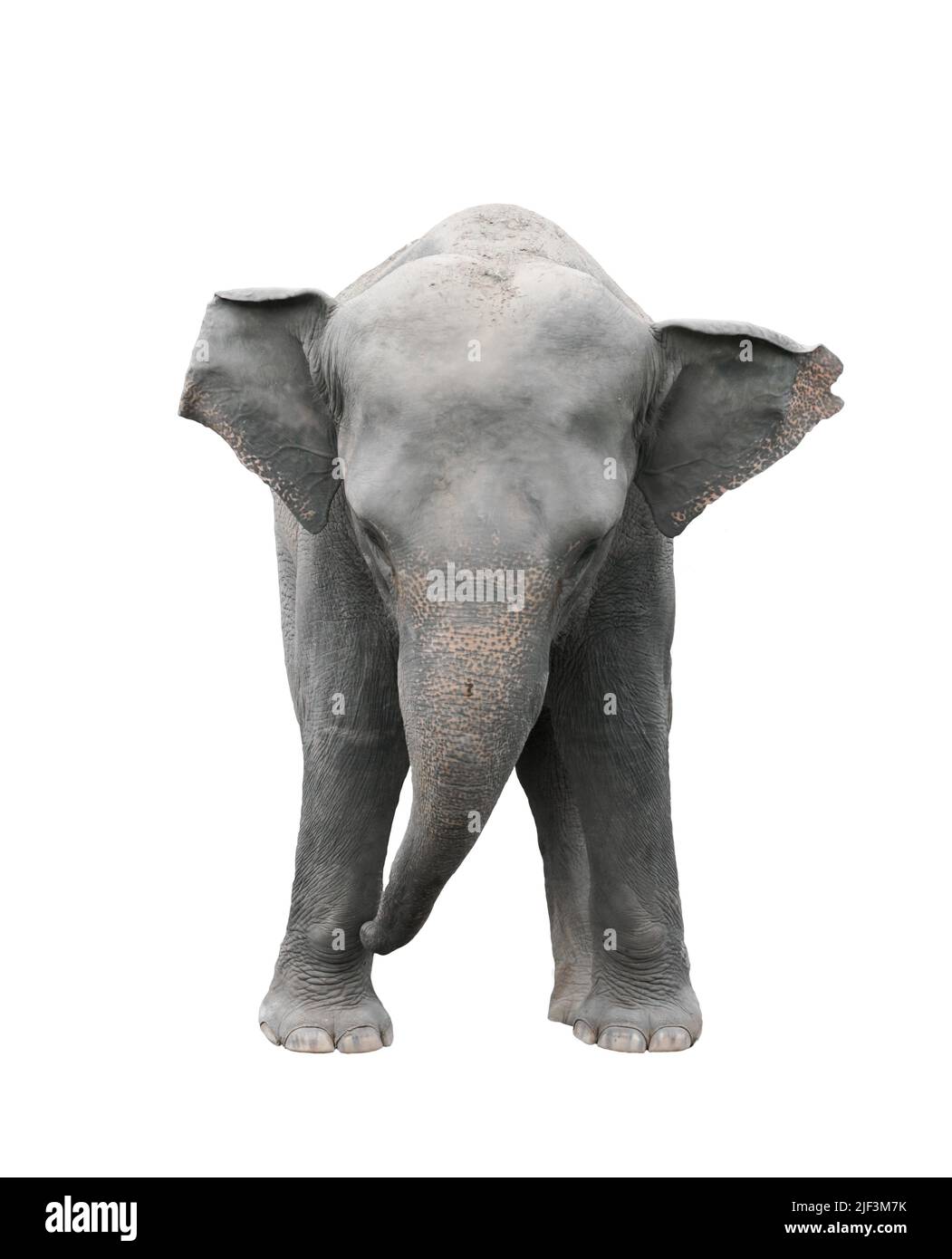 L'éléphant d'Asie isolé sur fond blanc Banque D'Images