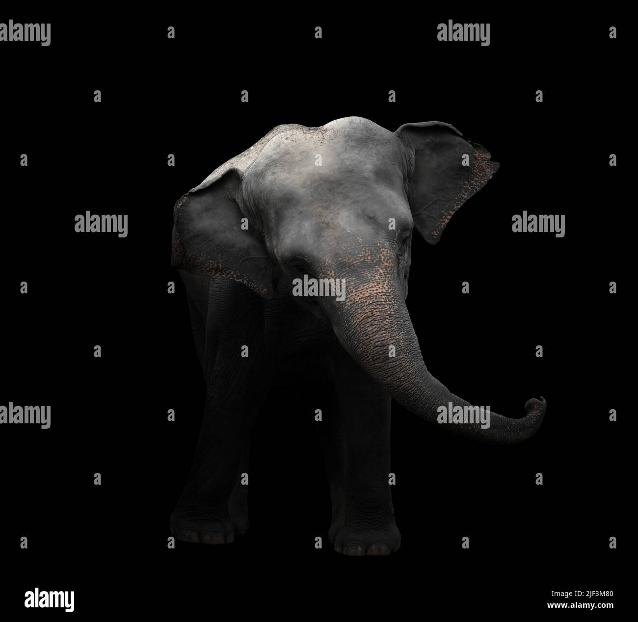 éléphant d'asie debout dans l'obscurité Banque D'Images