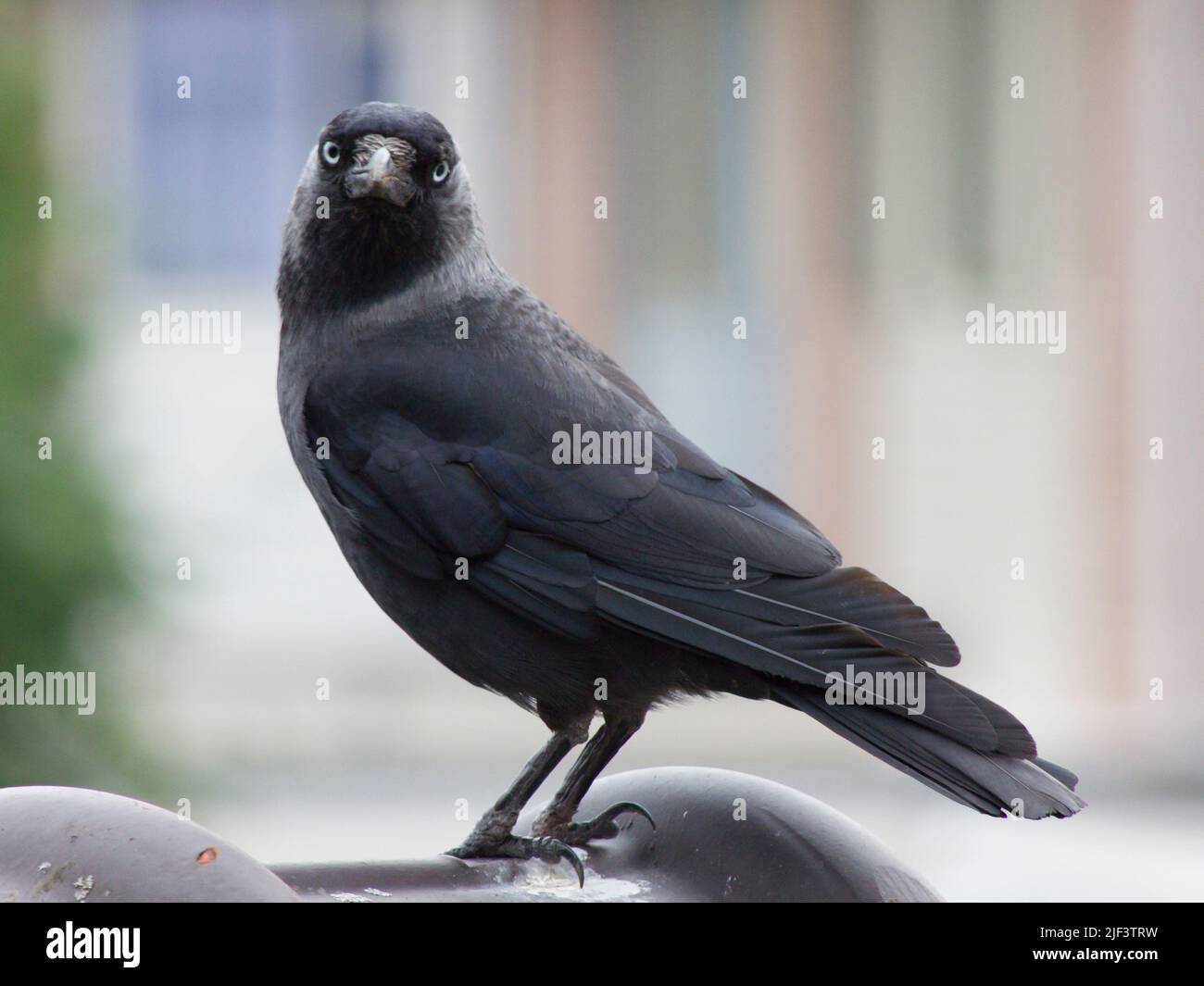 Un WESTERN jackdaw. L'oiseau regarde directement le spectateur. Il est perches sur un toit. L'arrière-plan n'est pas mis au point. Banque D'Images