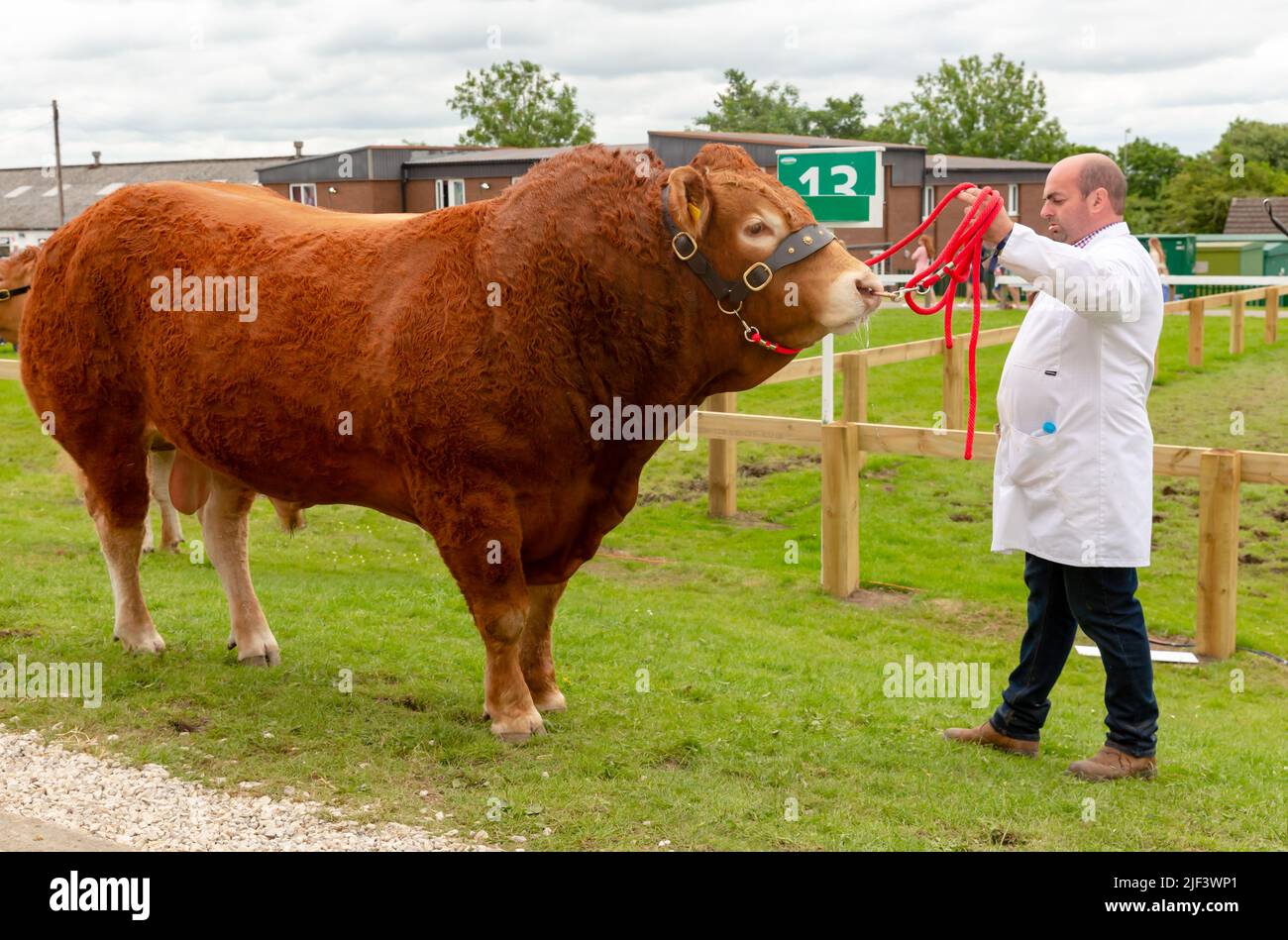 Harrogate, Angleterre, 15 juillet 2021, gros plan d'une grosse taureau de Limousin portant un dos-nu en cuir face du stockman vêtu d'un manteau blanc tenant le Banque D'Images