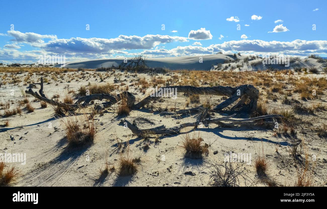 Arbre sec à White Sands. Monument national de White Sands, Nouveau-Mexique, États-Unis Banque D'Images