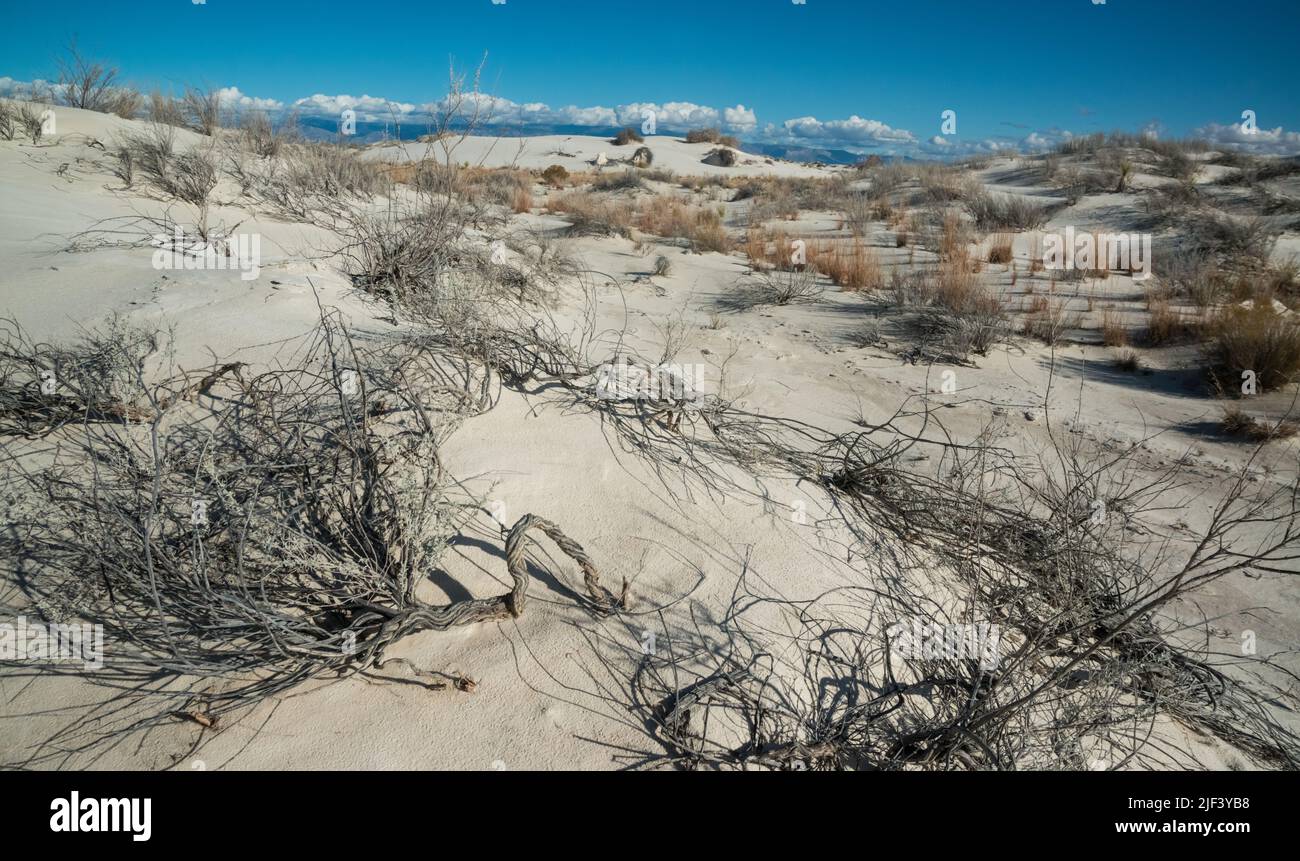 Arbre sec à White Sands. Monument national de White Sands, Nouveau-Mexique, États-Unis Banque D'Images