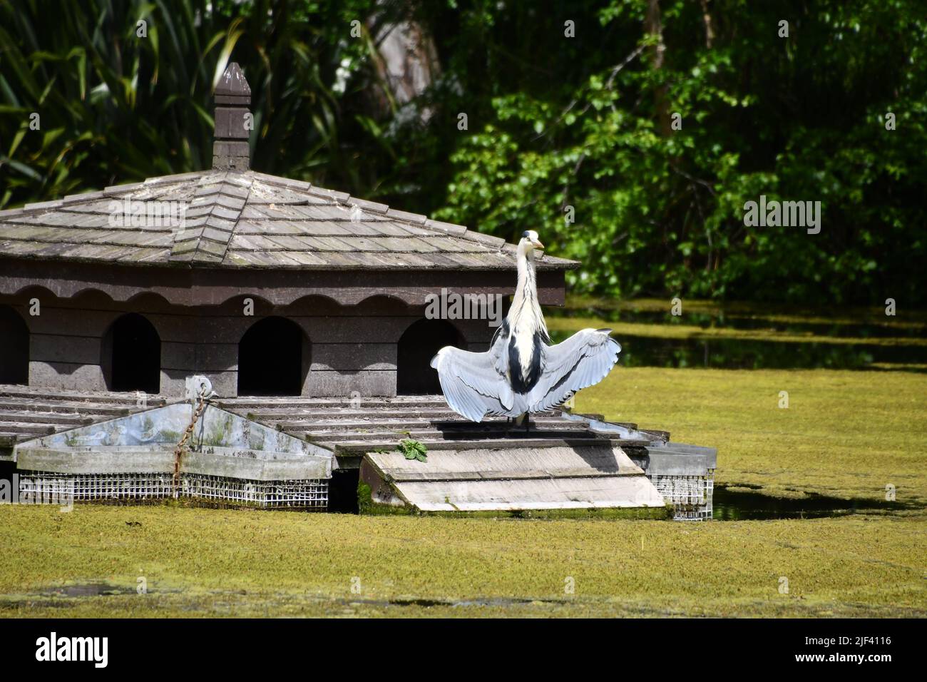 Grues oiseau Banque D'Images