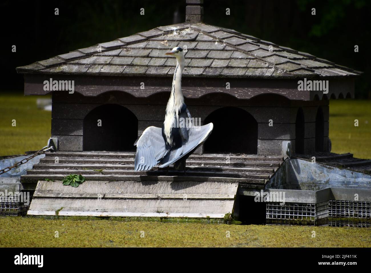 Grues oiseau Banque D'Images
