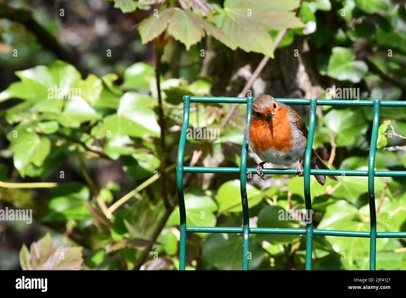 Oiseau Robin Banque D'Images