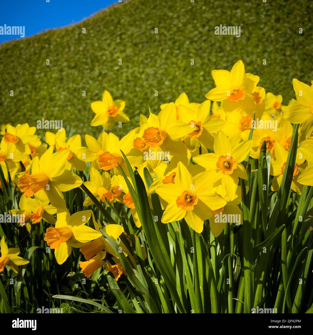 Jonquilles jaunes avec un centre orange vu contre le banc d'herbe verte Banque D'Images