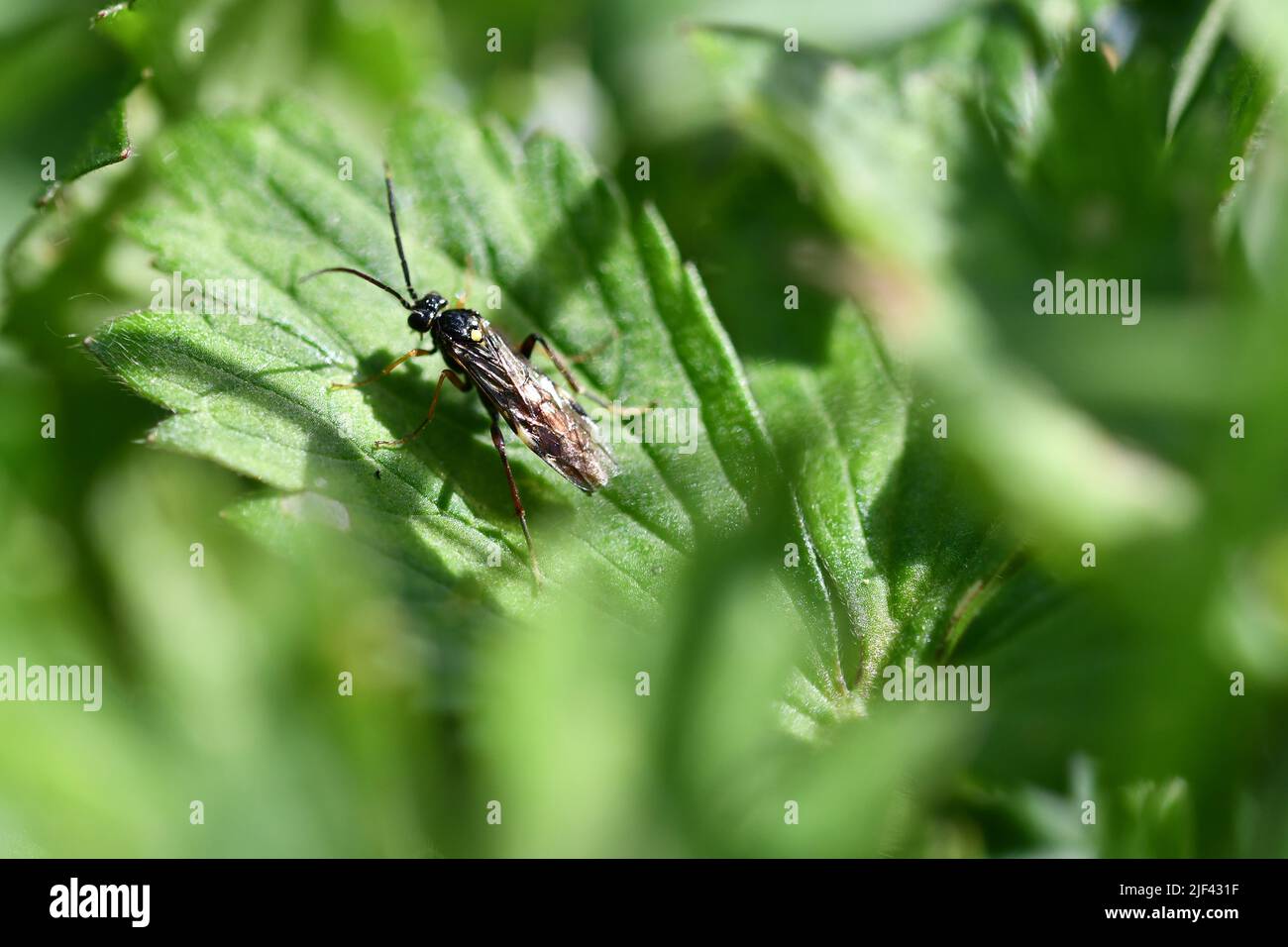 Fly, macro Banque D'Images