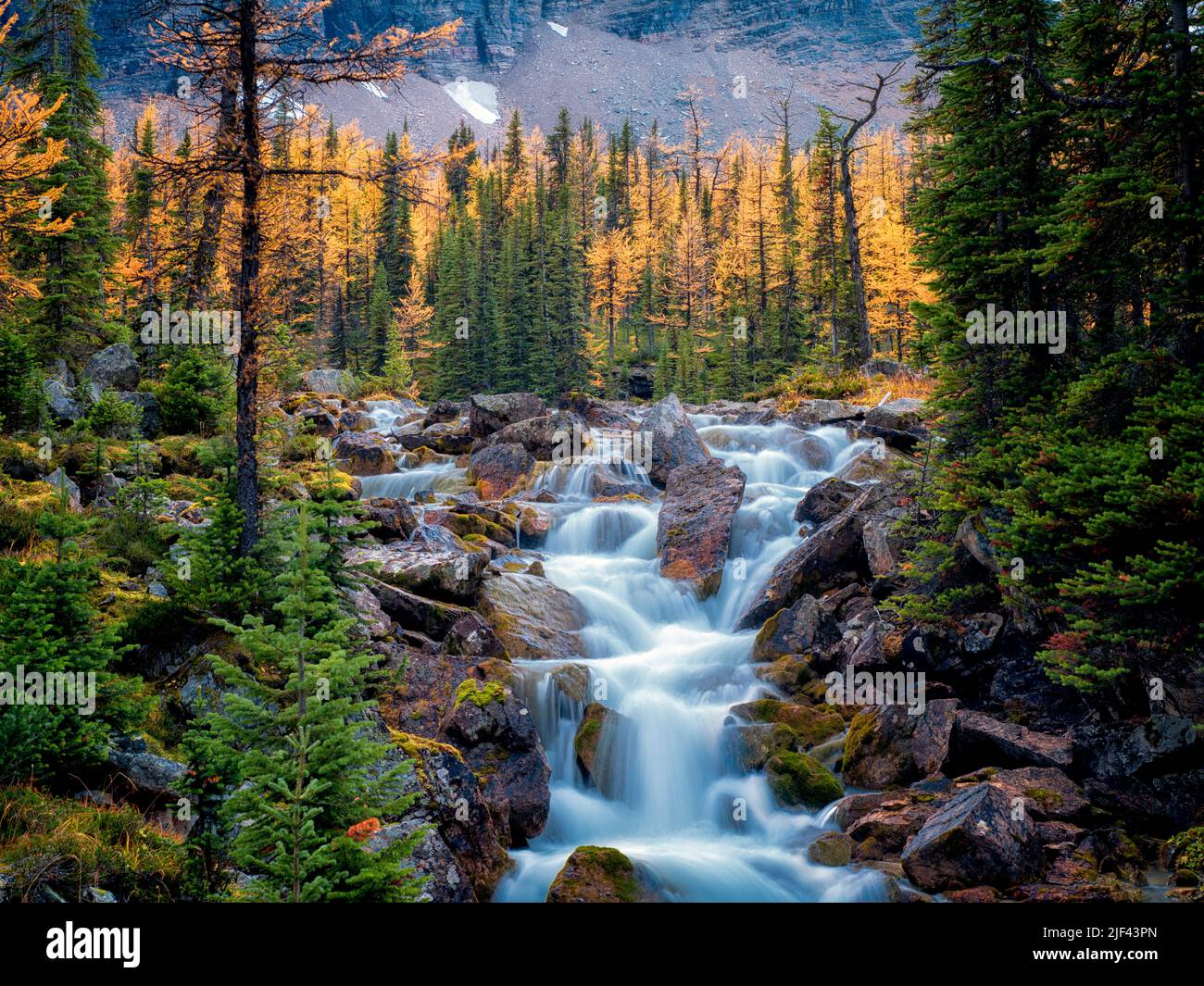 Les débits des cours d'eau à partir de l'automne dernier plateau Opabin mélèzes colorés. Parc national Yoho, Plateau Opabin, British Columbia, Canada Banque D'Images