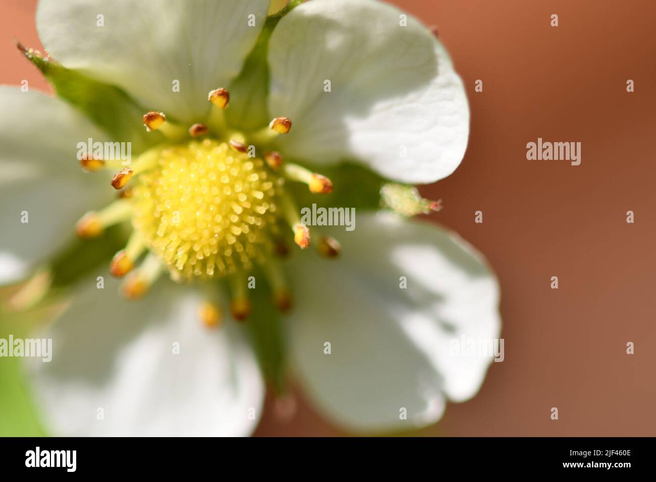 Fleurs de fraises sauvages Banque D'Images