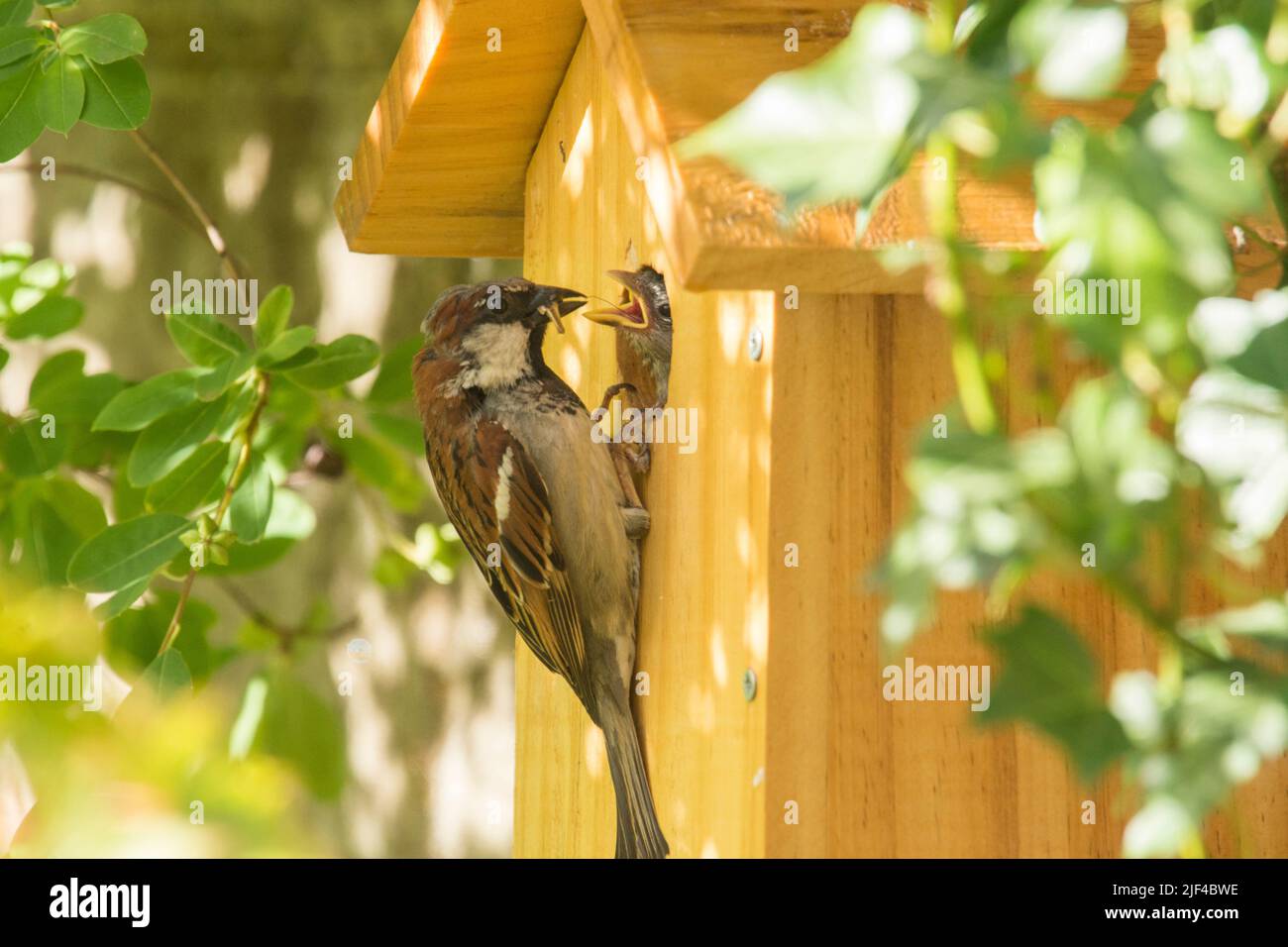 Bruant de maison masculin nourrissant bébé à travers trou dans boîte de nid, bébé avec sa tête poking dehors, Passer domesticus, boîte de nid, Sussex, Royaume-Uni, Juin Banque D'Images