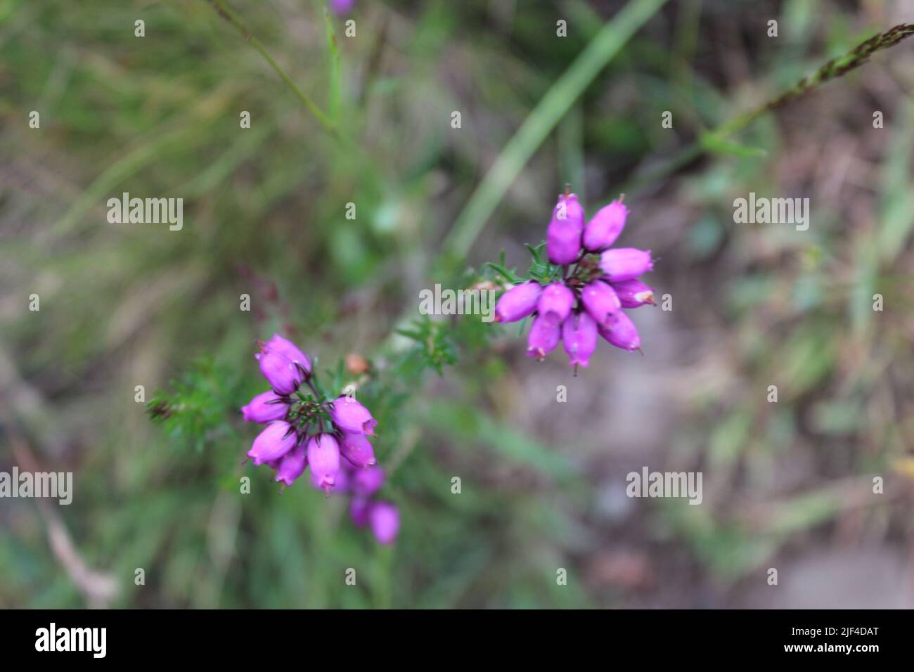 Gros plan sur les cloches qui fleurissent dans le jardin Banque D'Images