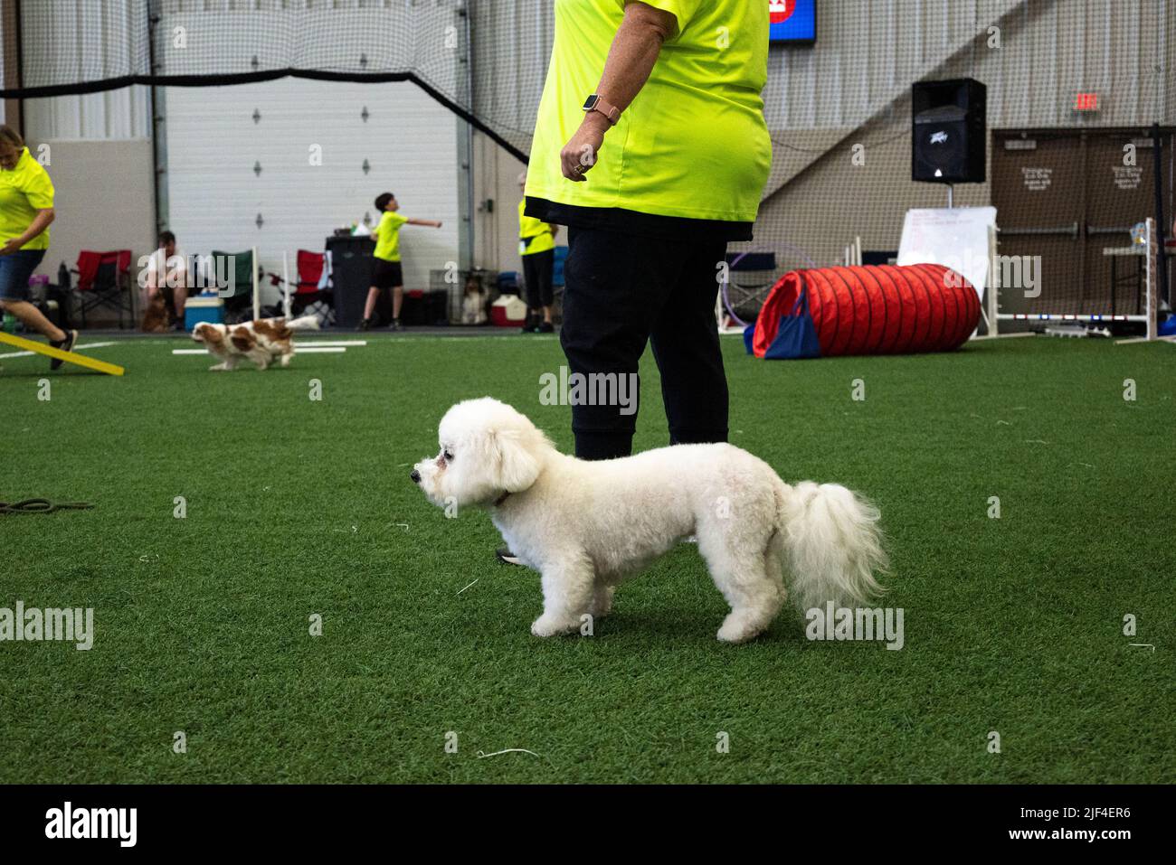 Le Bich-poo est une race de chien de créateur, composée de deux races de chiens magnifiques : le Bichon Frise et le Poodle miniature. Banque D'Images