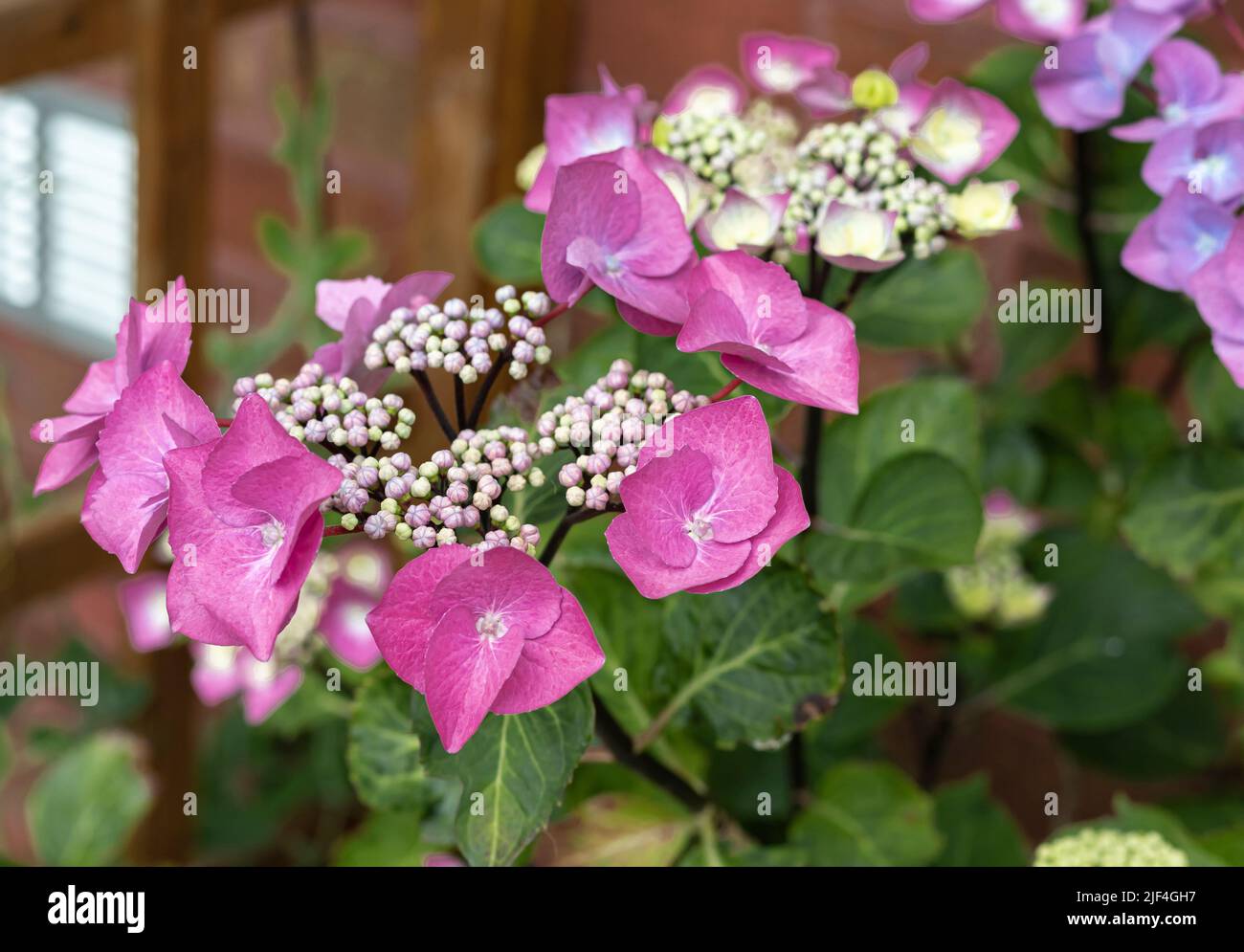 Gros plan orné d'espèces de fleurs d'Hydrenga de couleur magenta Banque D'Images