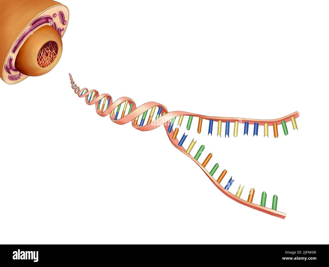 Illustration de l'ADN, gènes des sciences de la vie Banque D'Images