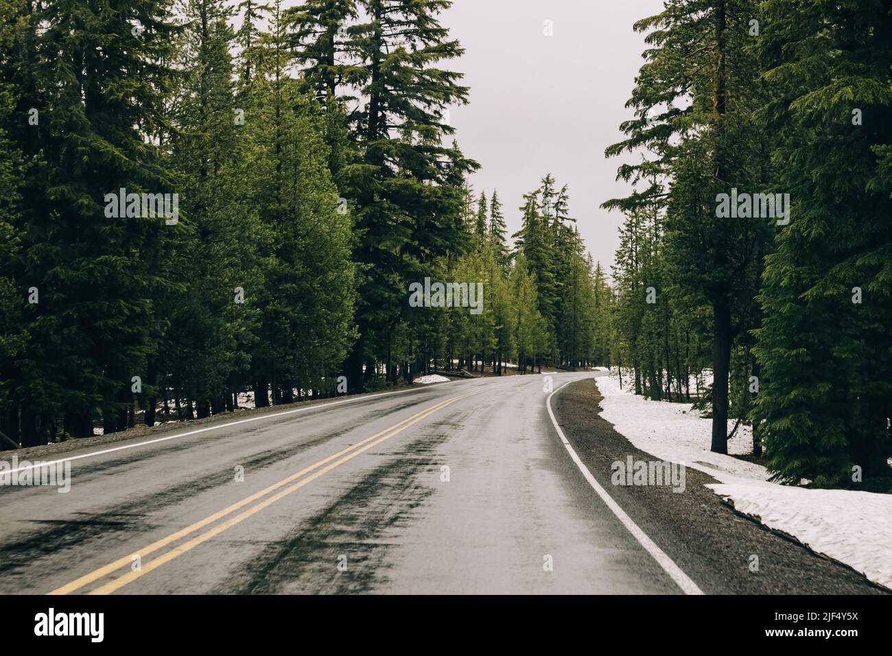 Route humide à travers le tress de pin avec un peu de neige sur le bord de la route, Oregon, États-Unis Banque D'Images