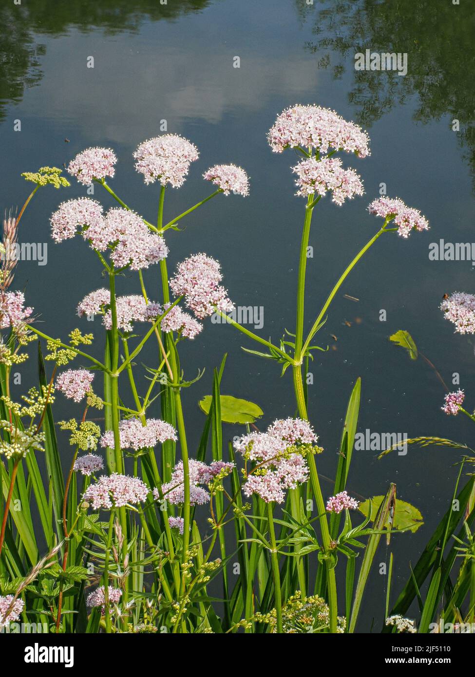 Des ombelles roses de la commune de la Valeriana officinalis ou de la totalité de la guérisse de la rivière Avon dans le Somerset au Royaume-Uni Banque D'Images