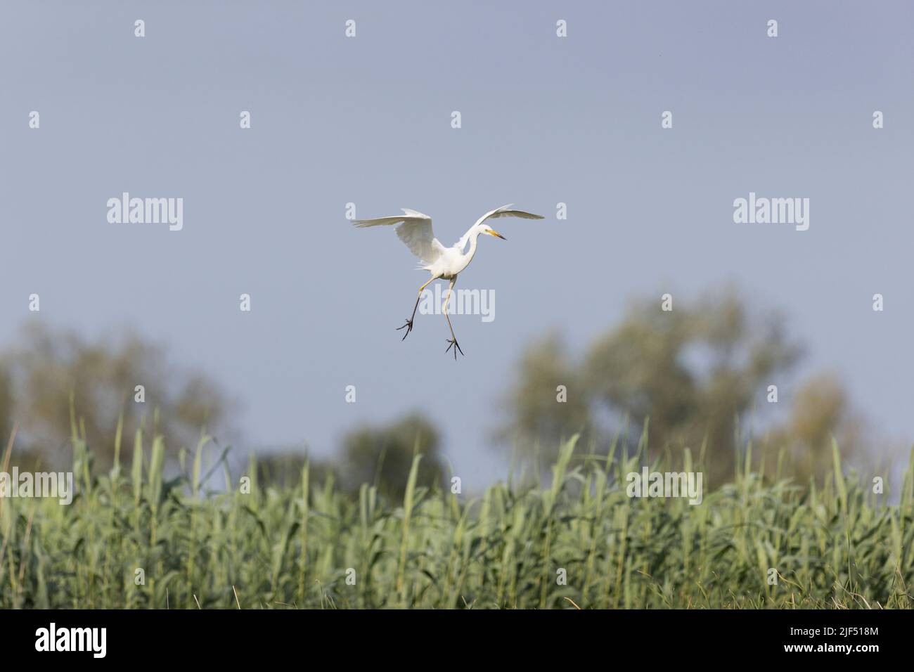 Grand aigreet Ardea alba, adulte volant, entrant dans la terre, Delta du Danube, Roumanie, juin Banque D'Images