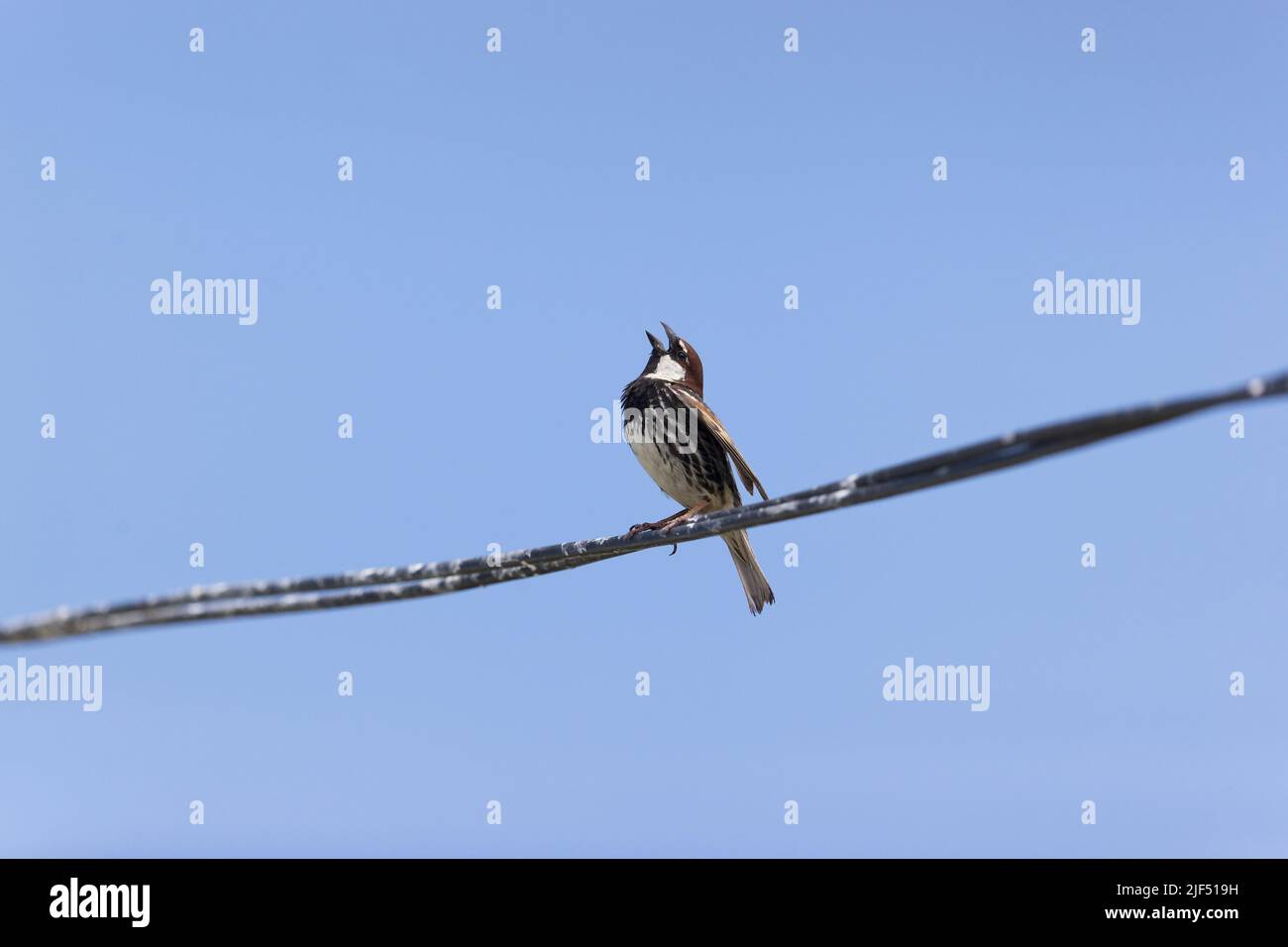 Le moineau espagnol Passer hispaniolensis, homme adulte perché sur fil, chant, Roumanie, juin Banque D'Images