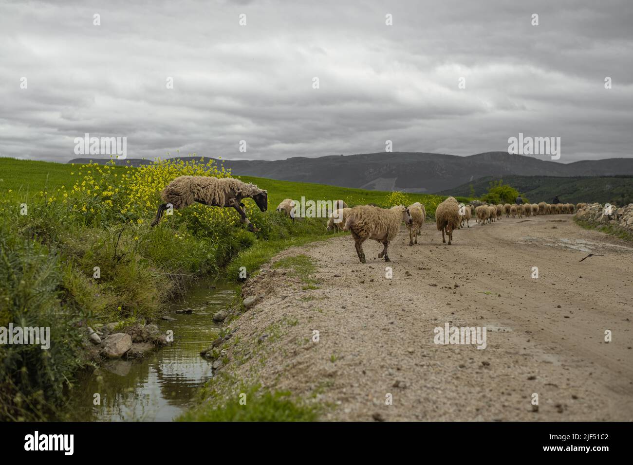 Samsun, Turquie, Un berger paître ses moutons, paysage vert de la nature. Effet de bruit inclus. Banque D'Images