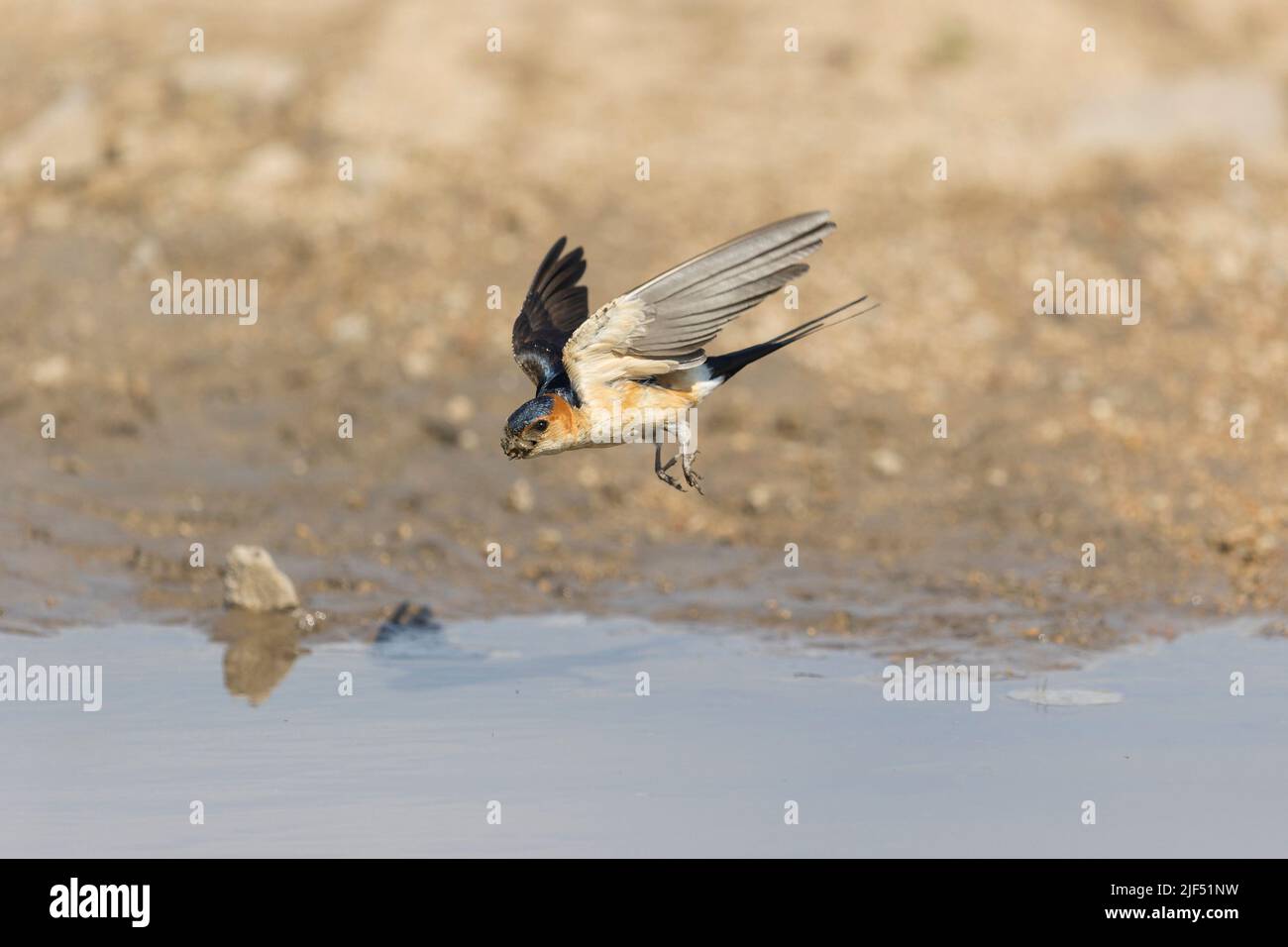 Hirondelles rouges Cecrosis daurica, adulte volant avec de la boue dans le bec pour la construction de nids, Macin, Roumanie, juin Banque D'Images