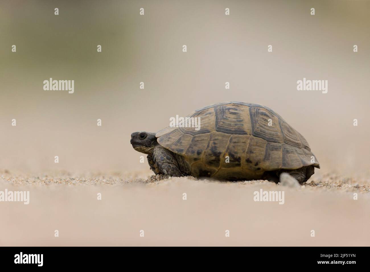 Tortue à éperon Testudo graeca, adulte marchant sur un sol sablonneux, Macin, Roumanie, juin Banque D'Images